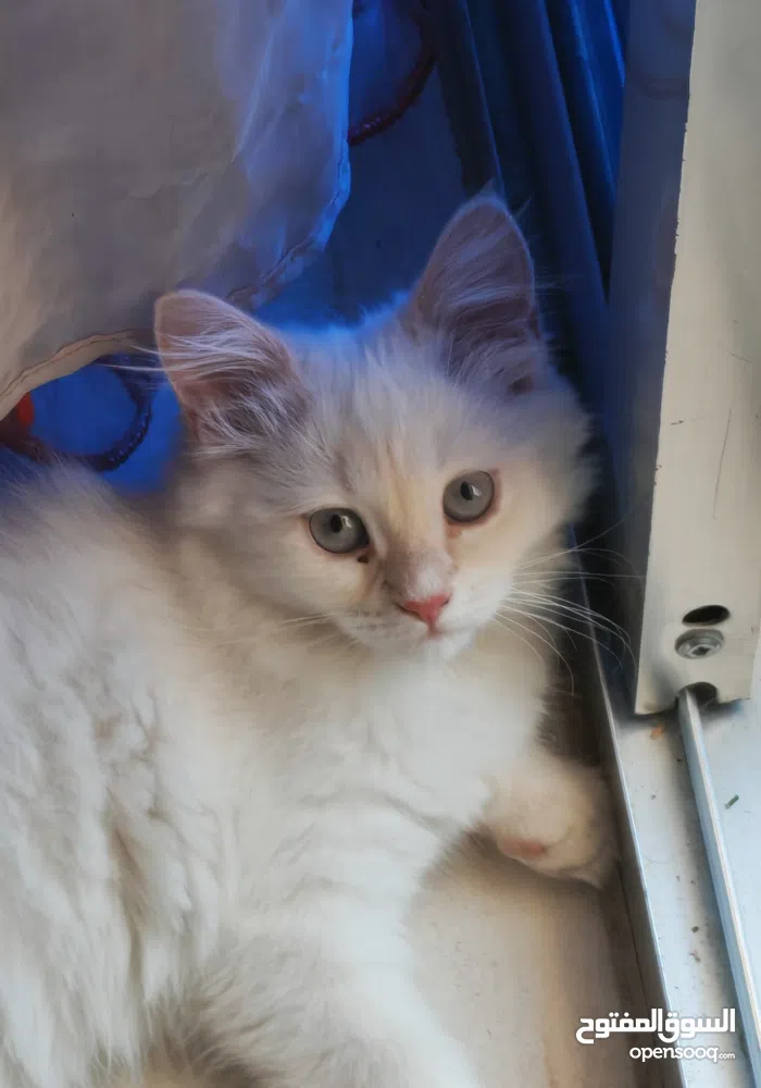 هونور ‏أخرى ‏512 جيجابايت ‏أسود