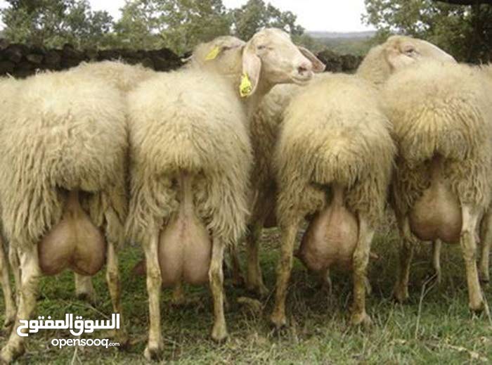 Assaf sheep sperm Xnxx mature huge boobs