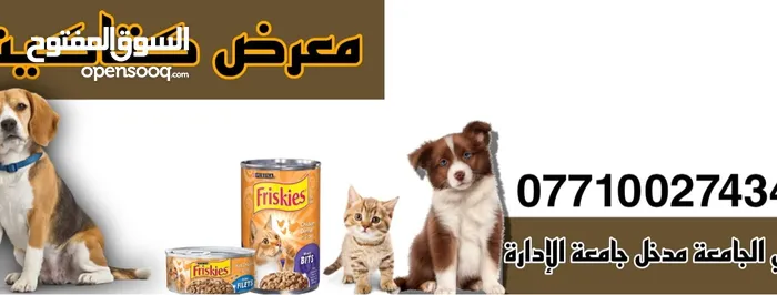 معرض كتاكيت