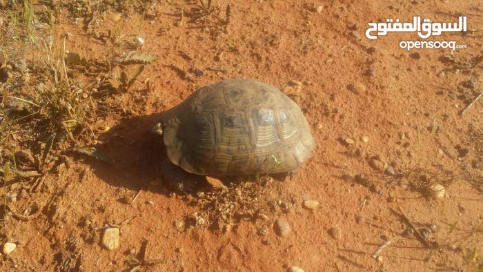 2 سﻻحف كبير ومتوسط الحجم 152065455 السوق المفتوح