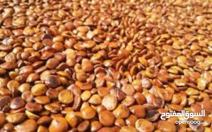 لوز شجرة السدر - (112517389) | السوق المفتوح