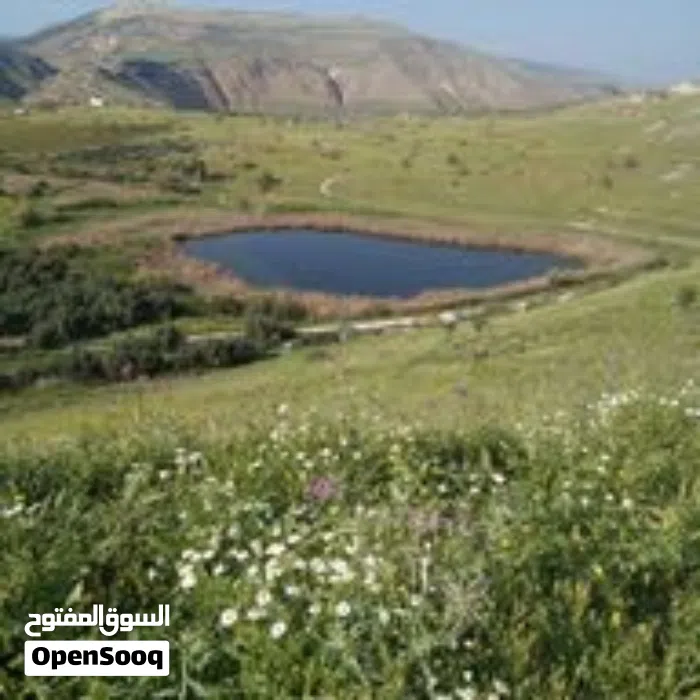 ابو حاتم