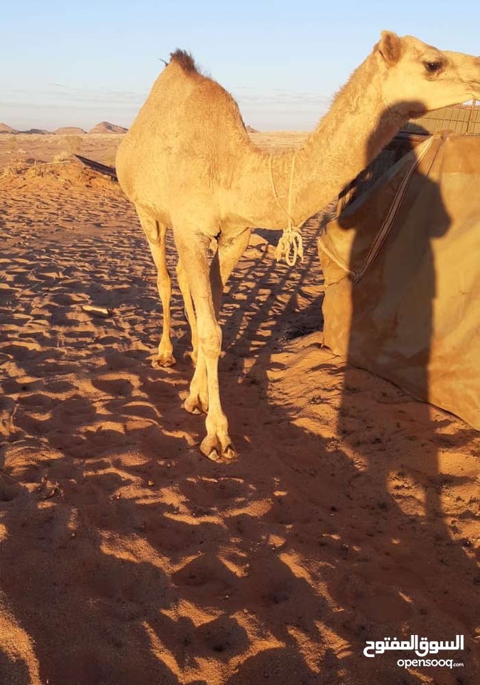 ابل للبيع 118313147 السوق المفتوح