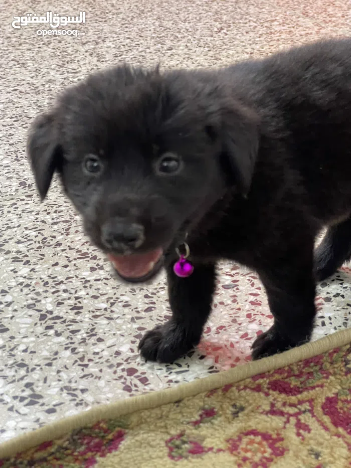 سايبا ‏تيبا ‏2016