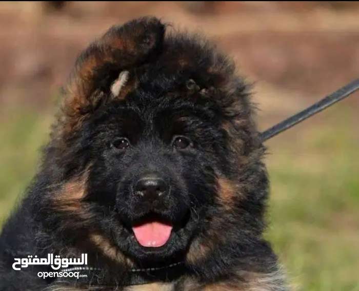 Top Quality Black Mask Gearmen Shephard Puppies Kings Size