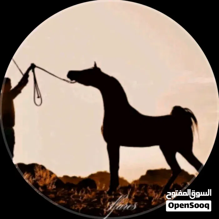 مرسيدس بنز ‏الفئة-CLK ‏CLK 320 ‏2025