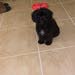 2 months old Maltese Puppy -Toy Dog