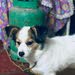 كلب لولو فوكس فرنسي اصلي