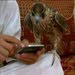 ابوعلي