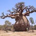 بدرة التبلدي السوداني شجرة الحياة لحياة صحيه خاليه من امراض العصر