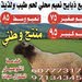 Waheed