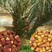 ابو تركي التوريد وشرا جميع انواع النخيل
