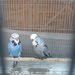 للبيع زوج طيور هند انقليزي صحة ونظافة