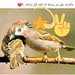 أبو حرب