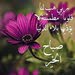 samia