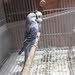 للبيع زوج طيور هند انقليزي صحة ونظافة