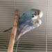 Adult Pair English Budgie - 12 BD Only