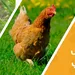 سمان وصوص دجاج محلي وفرنسي